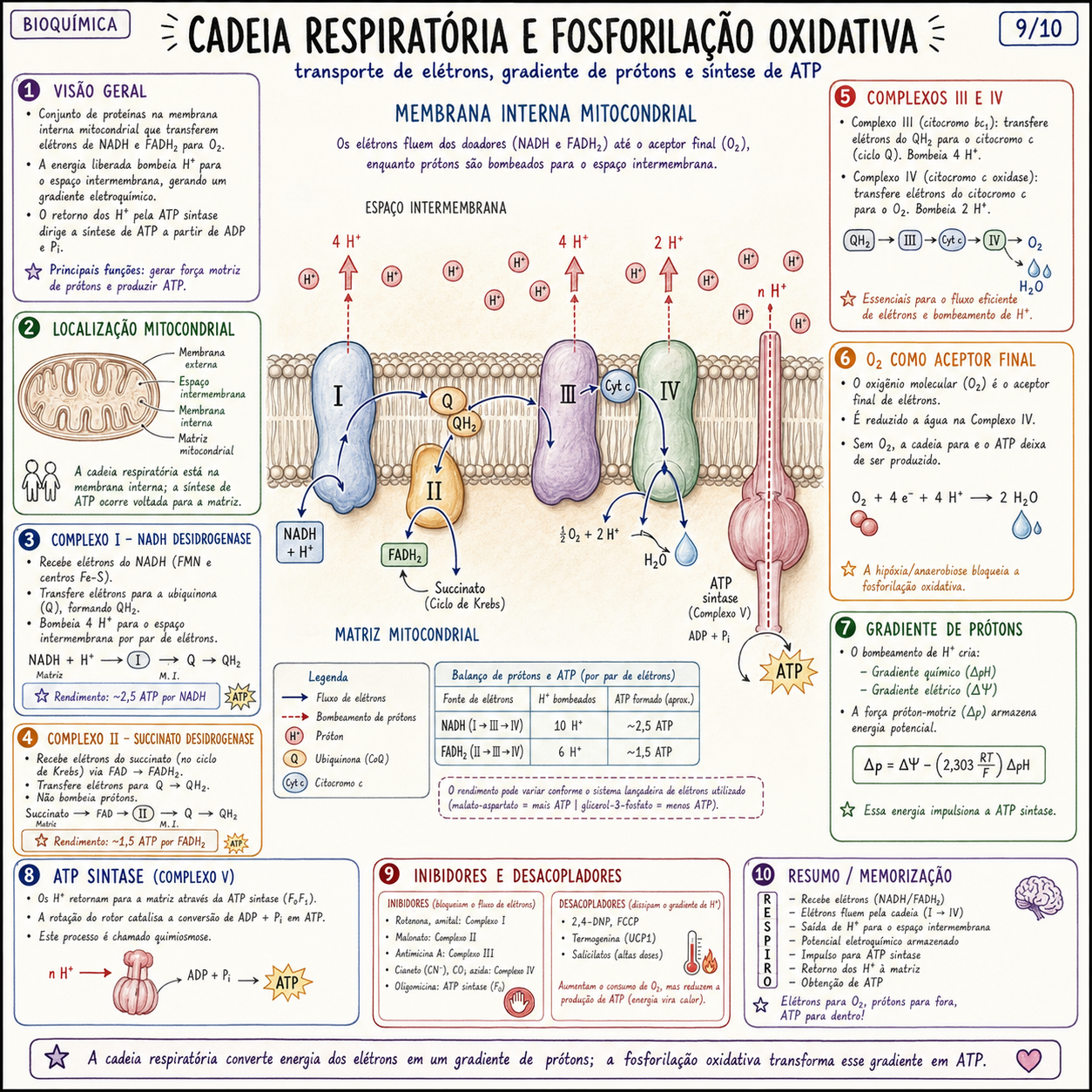 Ciclo de Krebs